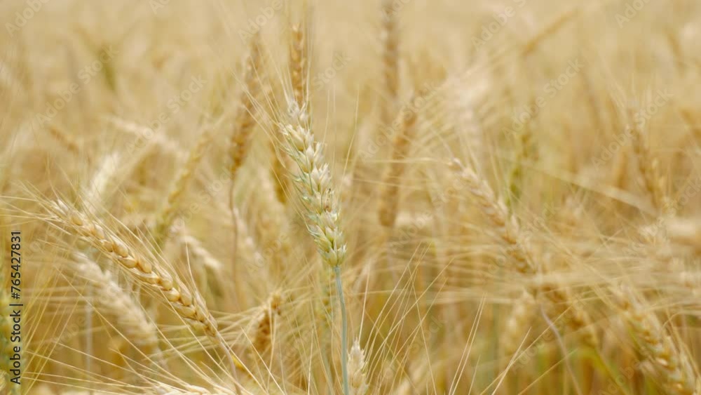 Close up of golden barley and wheat ears swaying by wind, closeup view in agricultural field in summer day, growing cereals for harvest season