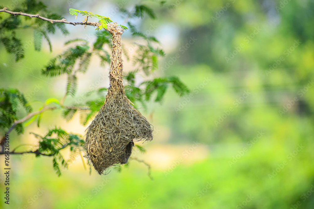 Beautiful nest hanging to the branch. Weaver Bird's Nest, Bird home.