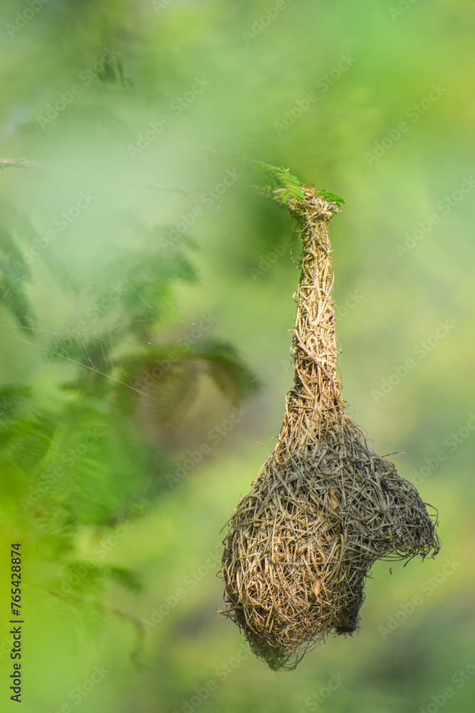 Beautiful nest hanging to the branch. Weaver Bird's Nest, Bird home. Beautiful nest hanging to the branch. Weaver Bird's Nest, Bird home.