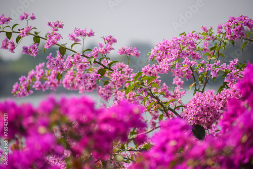 Beautiful Bougainvillea flowers on a sunny day. Nature, pink floral background photo