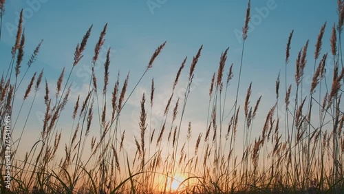 Dry Pampas Grass At Sunset Light Outdoors. Fantastic Sunset Landscape. Dry Autumn Grass. Vivid Sunset Evening Light.