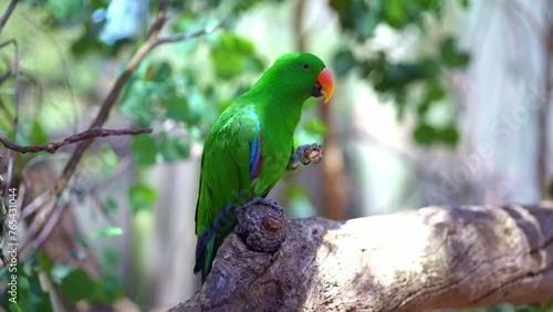 Parrot bird at Healesville Sanctuary in Yarra Valley. zoo with native Australian wildlife, day trip from Melbourne.  photo