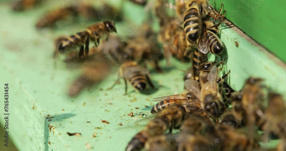 Bees flying around the hive during the harvesting honey Bees flying around the hive during the harvesting honey