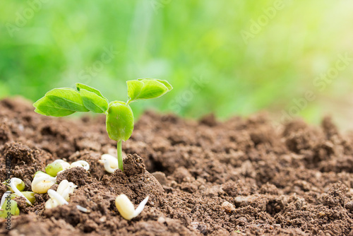 Plant seedlings on the ground and sunlight with copy space for use