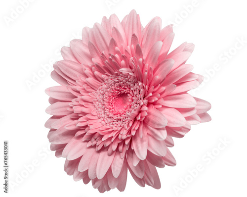 Toned isolated soft pink gerbera flower