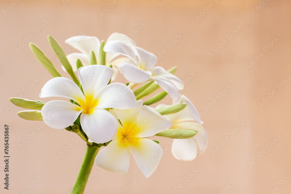 Frangipani flower on blurred background Frangipani flower on blurred background