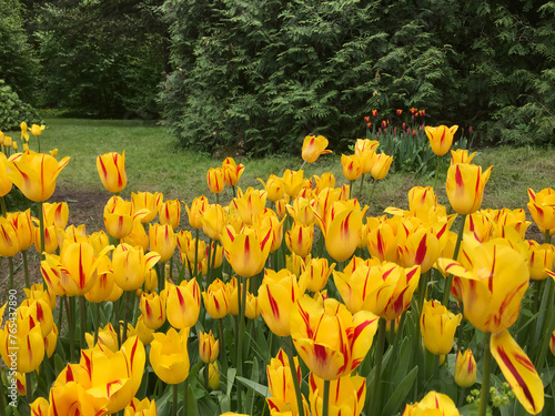 Flowerbed with yellow tulips