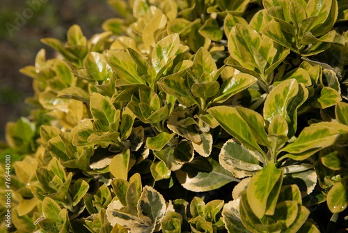 Variegate leaves of the shrub. Natural background. Close-up.