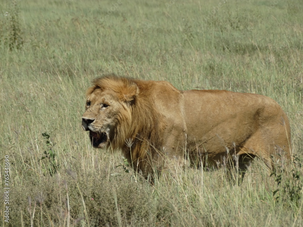 Closeup image of a free roaming open mouthed lion in the Serengeti National Park, Tanzania Closeup image of a free roaming open mouthed lion in the Serengeti National Park, Tanzania