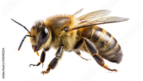 Bee isolated on transparent background. Apis mellifera. Honeybee. © shabbir