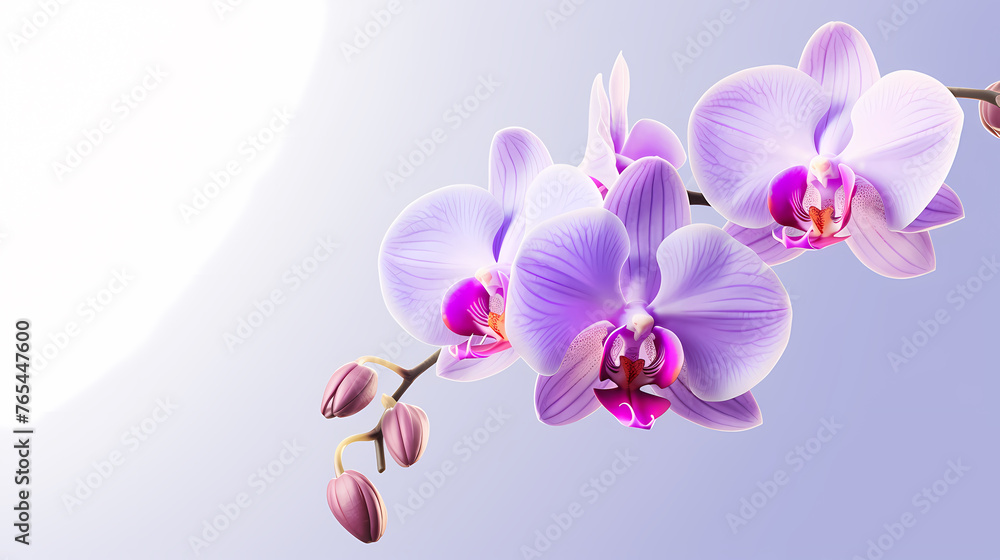 Close-up of orchid with ample copy space for text Close-up of orchid with ample copy space for text