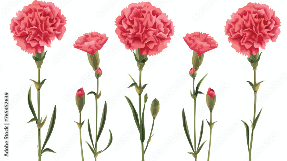 Carnation Flowers flat vector isolated on white background