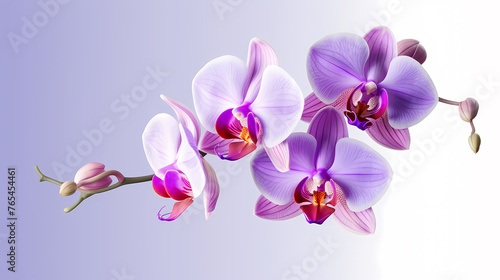 orchid  simple background