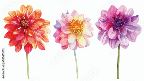 Dahlias Flowers Watercolor flat vector isolated on white background 