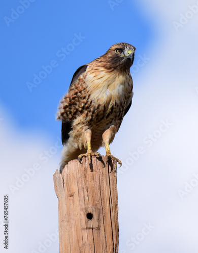 red-tailed hawk looking for prey on a  utility pole on a sunny day near alamogordo, new mexico