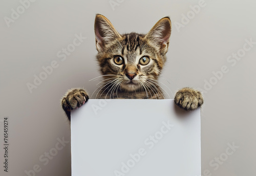 Funny cute cat holding a blank white banner, poster, sign. Blank horizontal web banner template with copy space. Generative AI