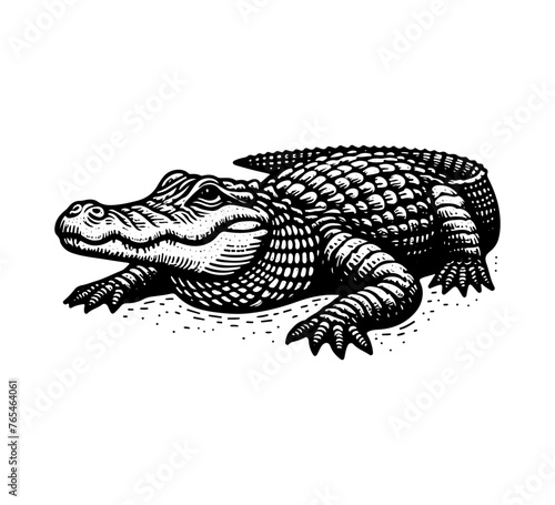 american alligator hand drawn vector illustration