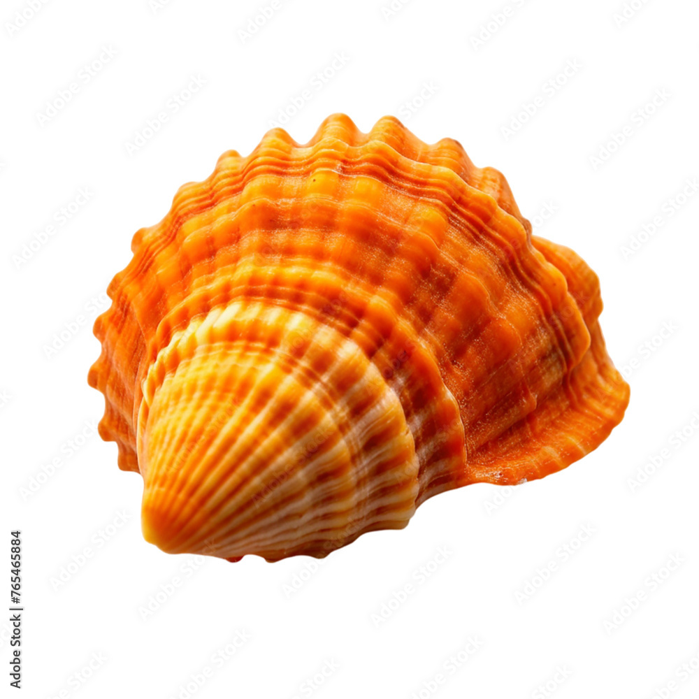Fototapeta premium Scallop seashell isolated on transparent