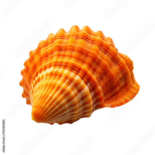 Scallop seashell isolated on transparent © shabbir