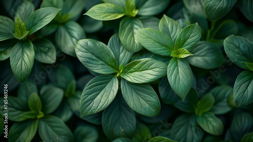 Lush green plants with vibrant leaves growing closely together, creating a dense mat of foliage