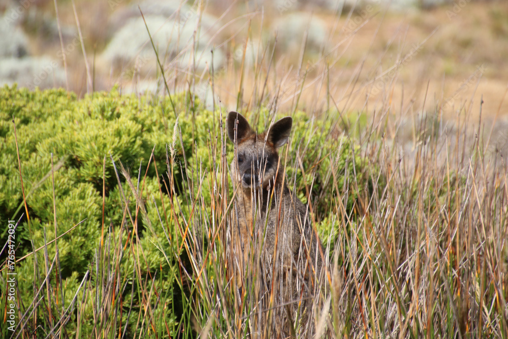 Fototapeta premium Wallaby in the grass