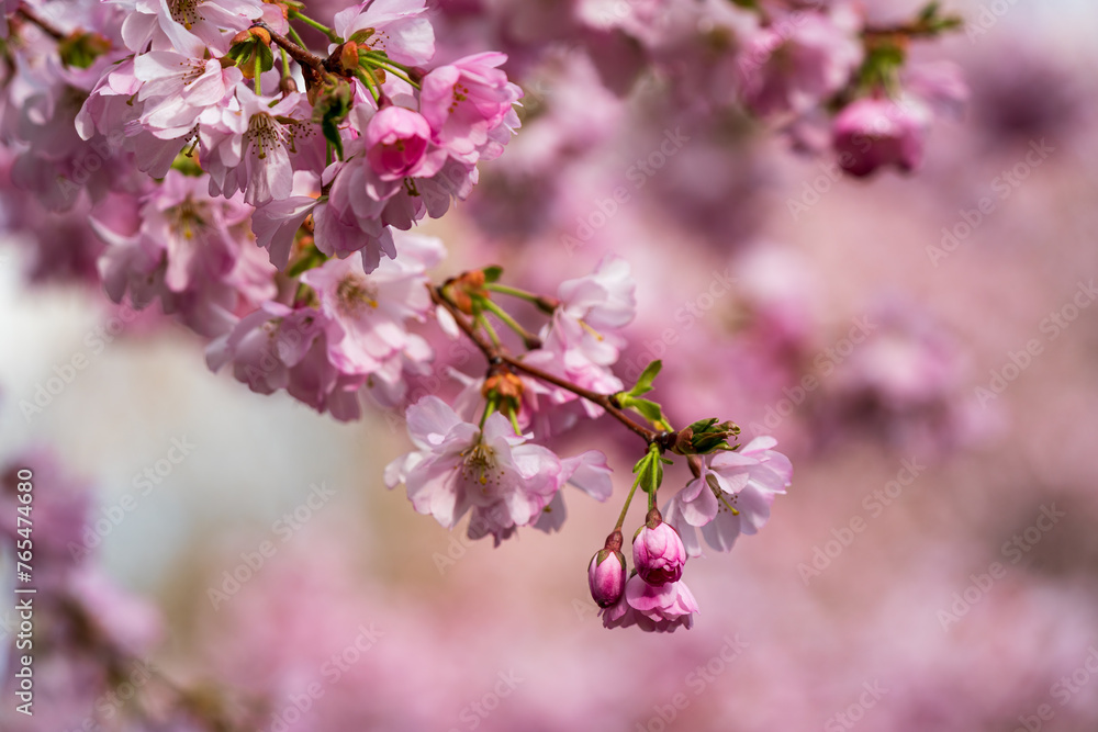 Japanese Cherry Blossom in close up view at the Munich Park during Spring time Japanese Cherry Blossom in close up view at the Munich Park during Spring time