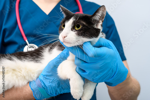 Chory kot u lekarza weterynarza  photo