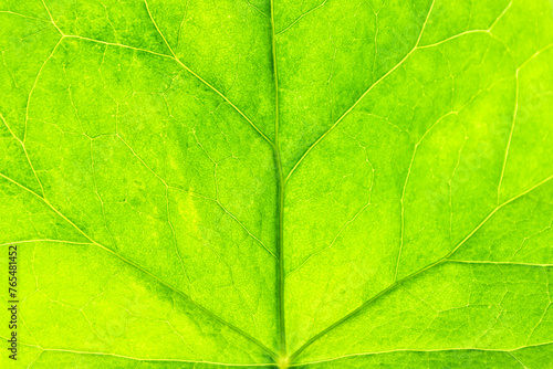 Ivy leaf in close up.