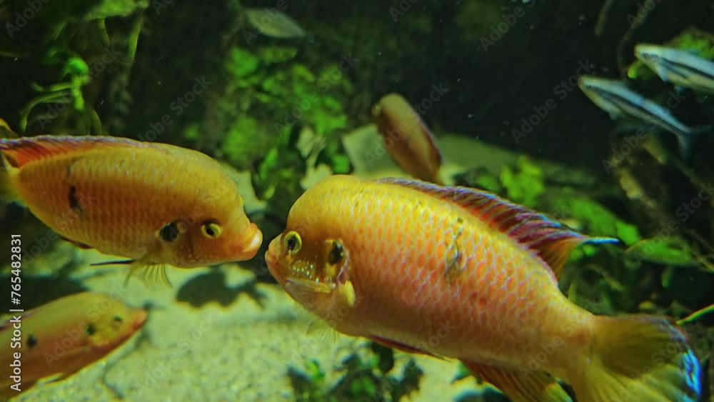 Close view of two orange cichlid fish kissing and than floating apart underwater. Close view of two orange cichlid fish kissing and than floating apart underwater.