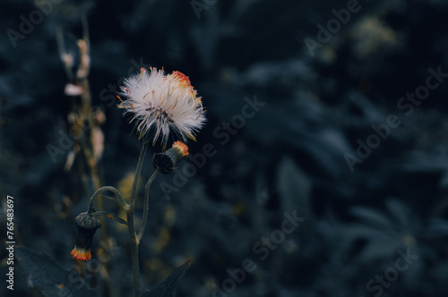Crassocephalum crepidioides is a white wildflower