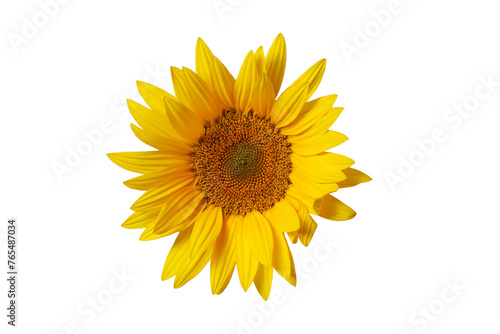 Natural fresh natural flower of yellow color on an isolated white background.