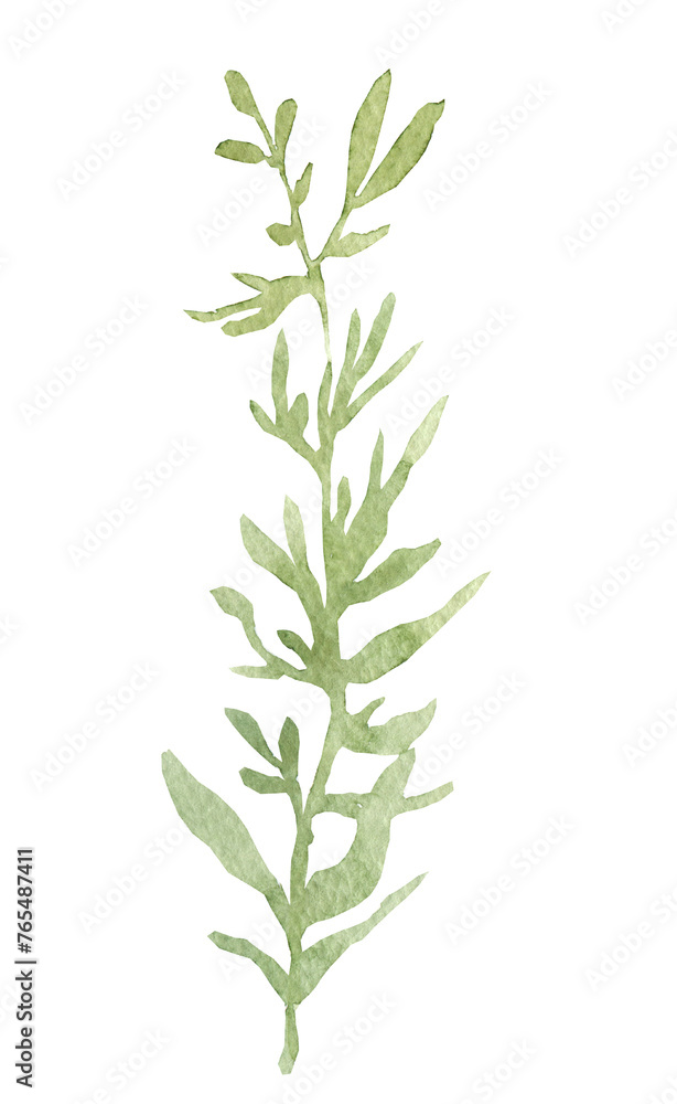 Spring tender greenery, twigs with leaves and buds, watercolor botany, hand drawn elements on a transparent background. Spring tender greenery, twigs with leaves and buds, watercolor botany, hand drawn elements on a transparent background.
