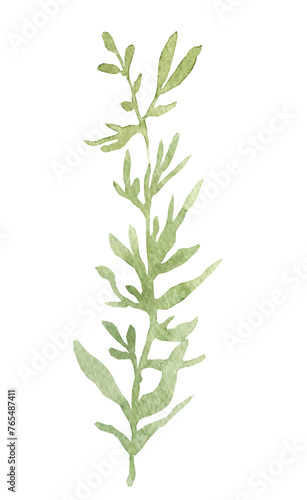 Spring tender greenery  twigs with leaves and buds  watercolor botany  hand drawn elements on a transparent background.