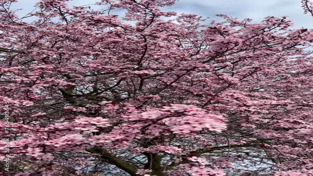 beautiful blooming cherry blossom trees with a slight wind beautiful blooming cherry blossom trees with a slight wind