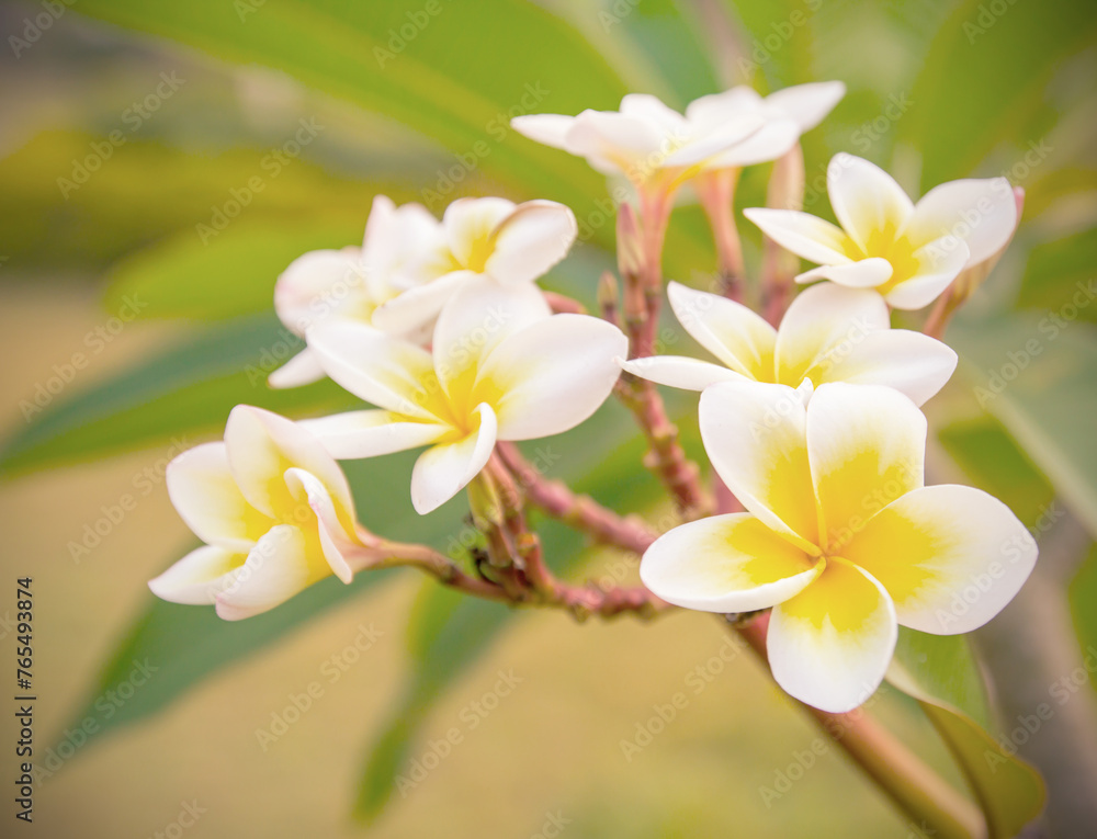 Fototapeta premium Plumeria flower old retro vintage style