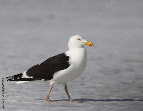 Great black-backed gull