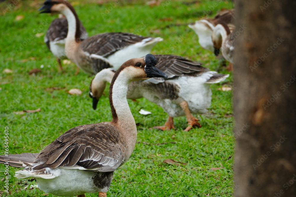 Classic Chinese goose with brown feathers and a black beak is shown foraging for food in a green field