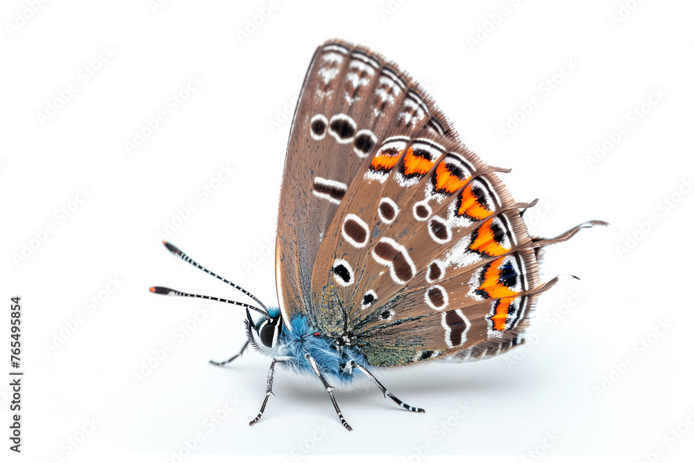 Obraz premium Beautiful Colorado Hairstreak butterfly isolated on a white background . Side view
