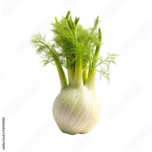 Fresh fennel bulb isolated on transparent background. Fennel bulb with leaves.