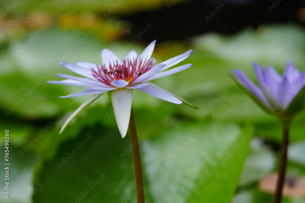 Beauty Waterlilies Adorning a Tranquil Pond Beauty Waterlilies Adorning a Tranquil Pond