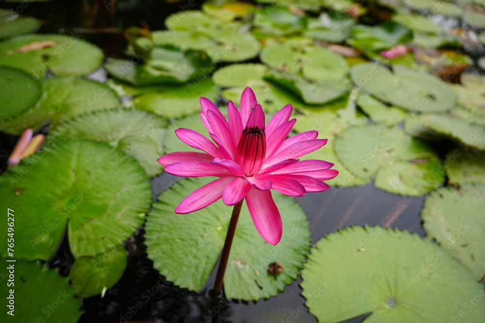 Beauty Waterlilies Adorning a Tranquil Pond Beauty Waterlilies Adorning a Tranquil Pond