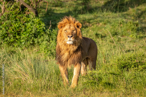 Male lion ( Panthera Leo Leo) walking in the golden light of the morning sun, Olare Motorogi Conservancy, Kenya.