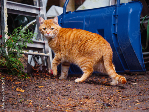 Cautious red or ginger color tabby cat walking pass random house objects outside house. Country pet. Mouse hunt theme.