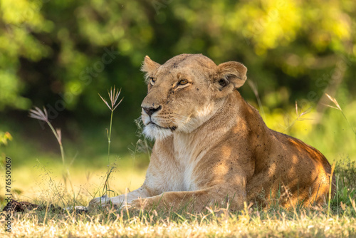 Lioness ( Panthera Leo Leo) resting, Olare Motorogi Conservancy, Kenya.