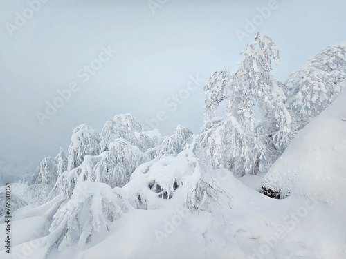 Wallpaper Mural Frosty dawn, the trees are illuminated with a soft gentle light Torontodigital.ca