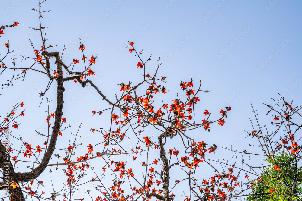 kapok blooming in spring