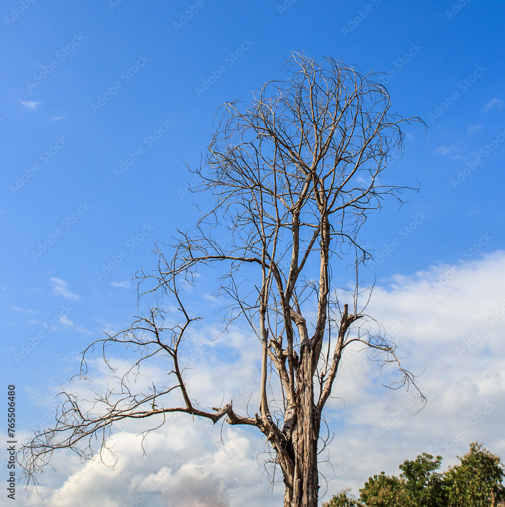 Dry branches in the blue sky background Dry branches in the blue sky background