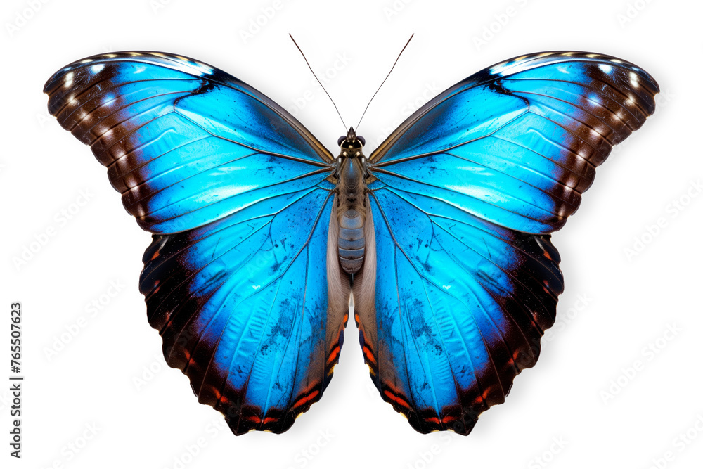 Naklejka premium Beautiful Blue Morpho butterfly isolated on a white background with clipping path