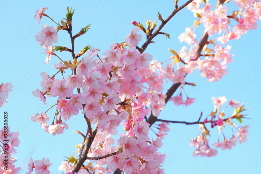 河津桜の花と空