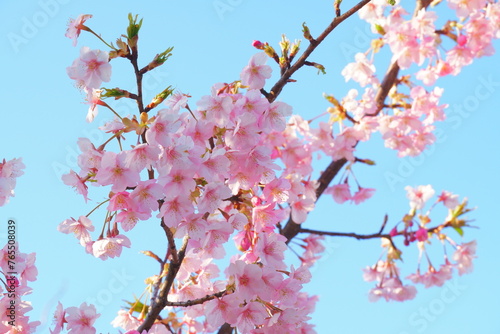 河津桜の花と空